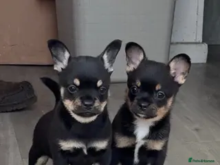 Mixed Breed dogs Stunning French Pomeranian puppies - Advert 18