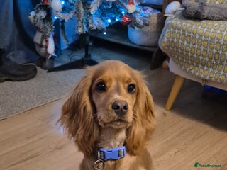 Cocker Spaniel dogs Female Cocker spaniel - Advert 5