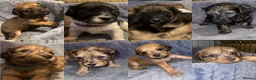 Mixed Breed dogs for sale: Beautiful Poochi Datzu Puppies  - Advert 6