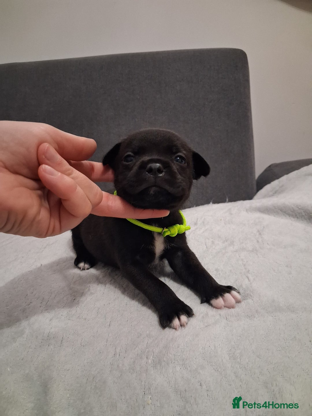 Staffordshire Bull Terrier dogs for sale: Show quality Staffordshire Bull Terrier - Advert 25