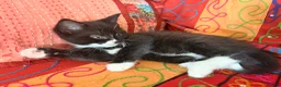 Mixed Breed cats for sale: GORGEOUS MAINE COON X PERSIAN KITTENS  - Advert 16