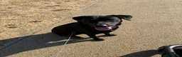 Labrador Retriever dogs for sale: CHARLIE - Black Labrador in Worthing - Advert 6