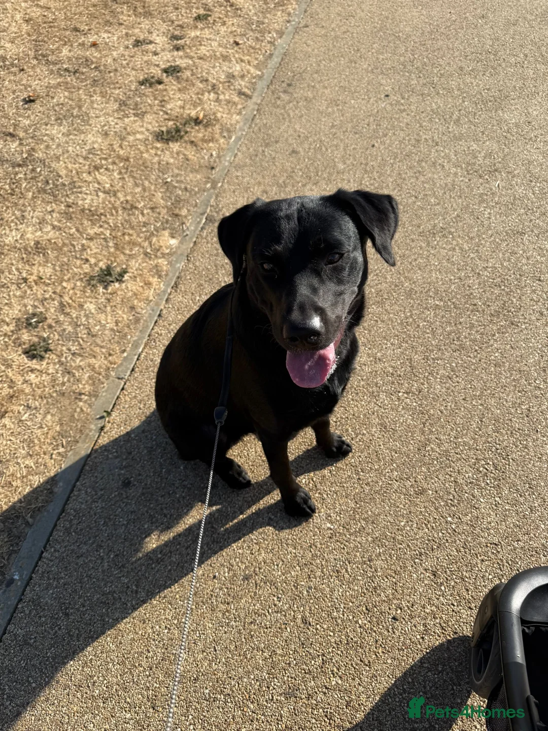 Labrador Retriever dogs for sale: CHARLIE - Black Labrador in Worthing - Advert 6