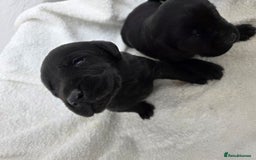 Labrador Retriever dogs for sale: 🐾 Adorable Black Labrador Puppies Ready Soon 🖤🐾 - Image 3
