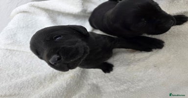 Labrador Retriever dogs - Advert 1