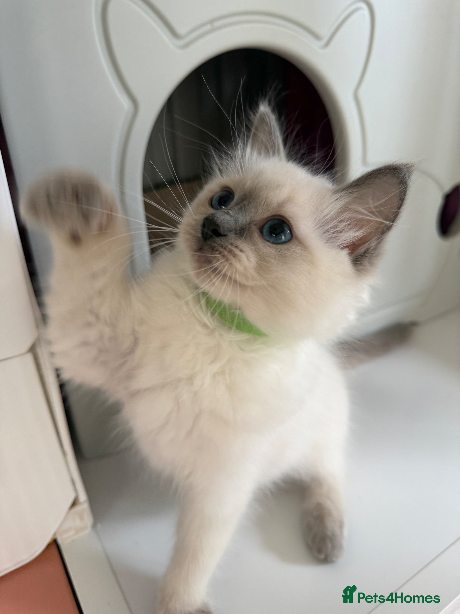 Ragdoll cats for sale: Beautiful TICA Registered Ragdoll Kittens 🩵 - Advert 1