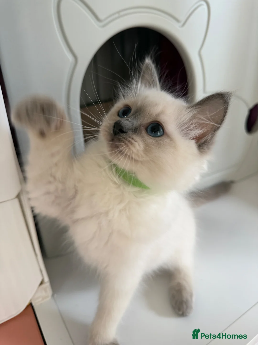 Ragdoll cats for sale: Beautiful TICA Registered Ragdoll Kittens 🩵 - Advert 1