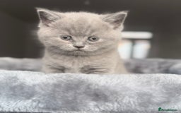 British Shorthair cats for sale: BEAUTIFUL CHAMPION BLOODLINE BRITISH SHORTHAIR - Image 1