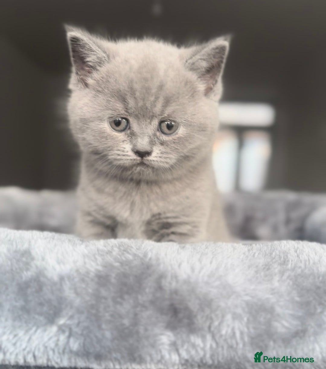 British Shorthair cats for sale: BEAUTIFUL CHAMPION BLOODLINE BRITISH SHORTHAIR - Image 1