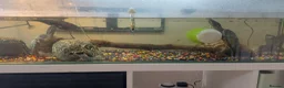 Turtle reptiles for sale: Two musk turtles for sale - Advert 4