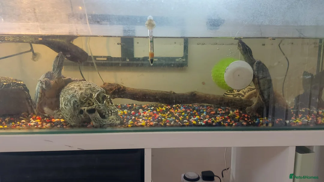 Turtle reptiles for sale: Two musk turtles for sale - Advert 4
