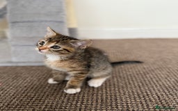 Mixed Breed cats for sale: 🐾 Adorable Kittens Looking for Loving Homes! 🐾 - Image 25