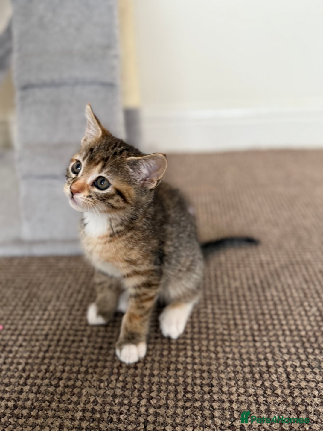 Mixed Breed cats for sale: 🐾 Adorable Kittens Looking for Loving Homes! 🐾 - Image 25