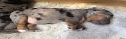 Jack Russell dogs for sale: Miniature Jack Russell puppies  - Advert 3