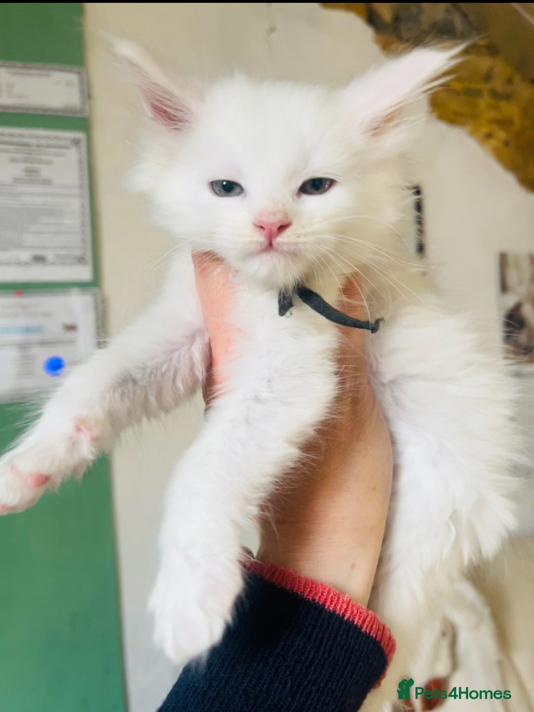 Maine Coon cats for sale: Stunning TICA registered Maine coon kittens  - Image 1