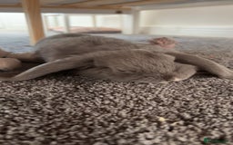 Mini Lop rabbits for sale: Nibbles the mini lop - Image 1