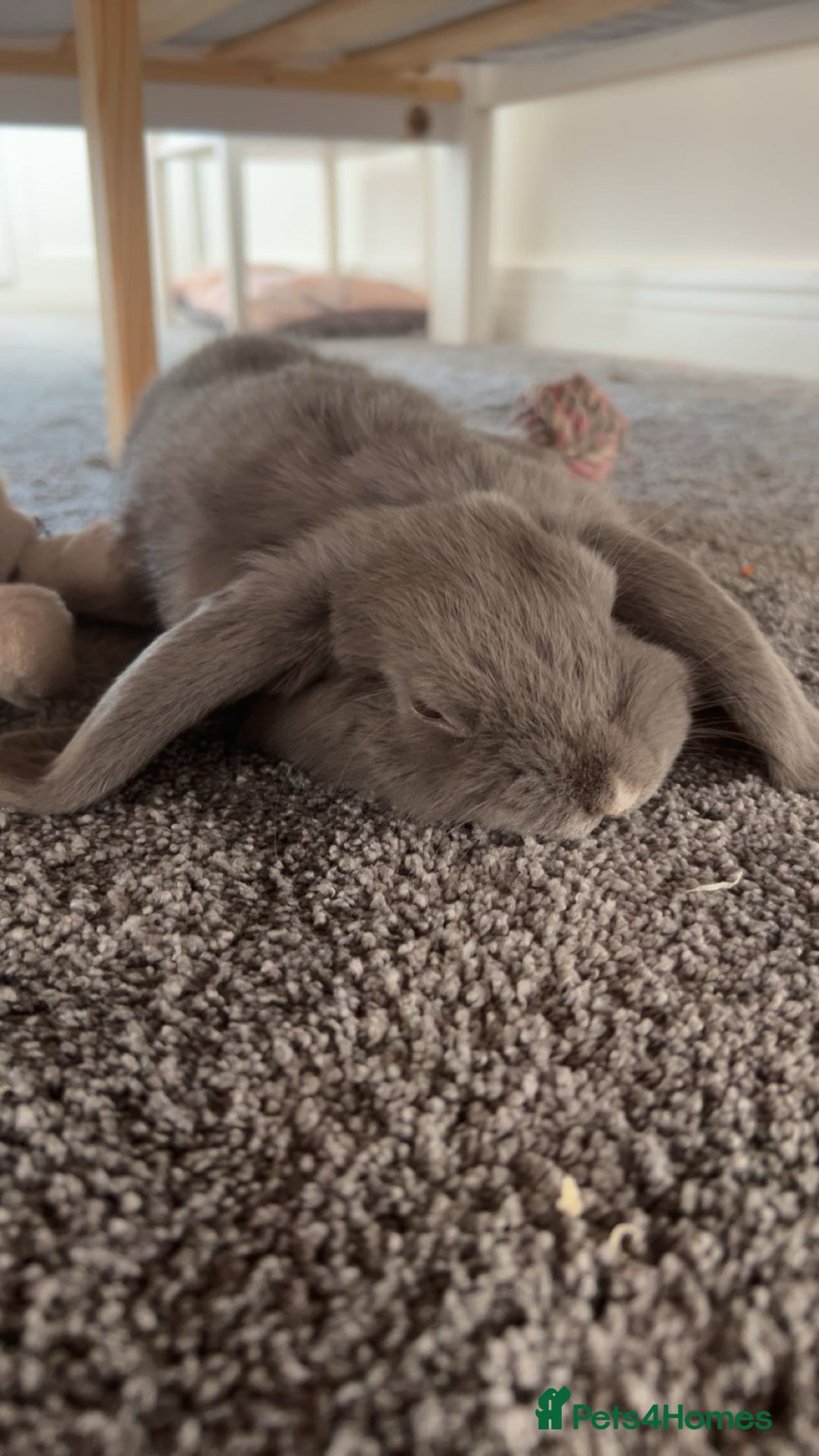 Mini Lop rabbits for sale: Nibbles the mini lop - Image 1