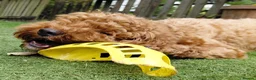 Cavapoo dogs for stud: F1 Toy cavapoo stud-extensively health tested - Advert 4