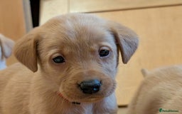 Labrador Retriever dogs for sale: Stunning litter of Labrador retriever pups  - Advert 5