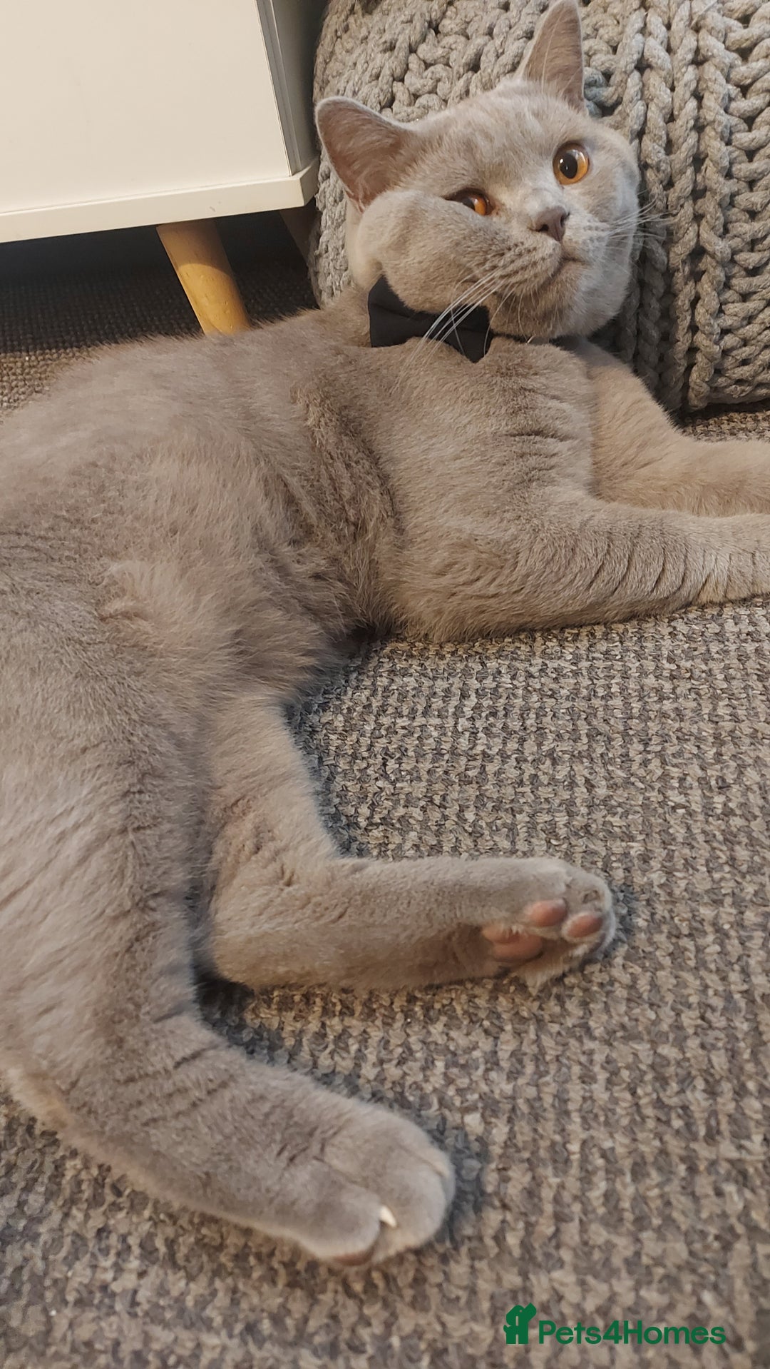 British Shorthair cats for stud: LILAC BOY GCCF Registered ready for Stud service  in Leigh - Image 3