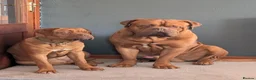 Dogue De Bordeaux dogs for sale: Thor and storm  in Mauchline - Advert 14