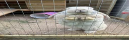 Dwarf Lop rabbits for sale: Lovely male outdoor dwarf lop in Ivybridge - Advert 2