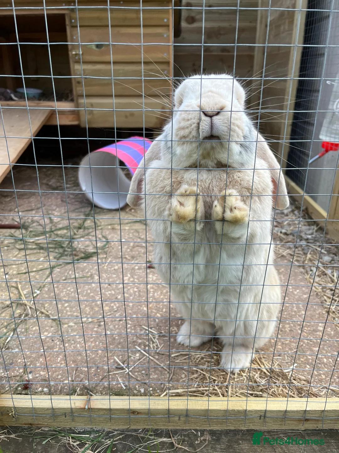 Dwarf Lop rabbits for sale: Lovely male outdoor dwarf lop in Ivybridge - Advert 2