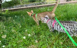 Ocicat cats for sale: Ocicat Kittens Available in Aberdeenshire in Alford - Image 3