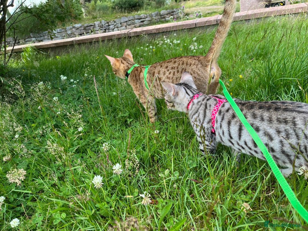 Ocicat cats for sale: Ocicat Kittens Available in Aberdeenshire in Alford - Image 3