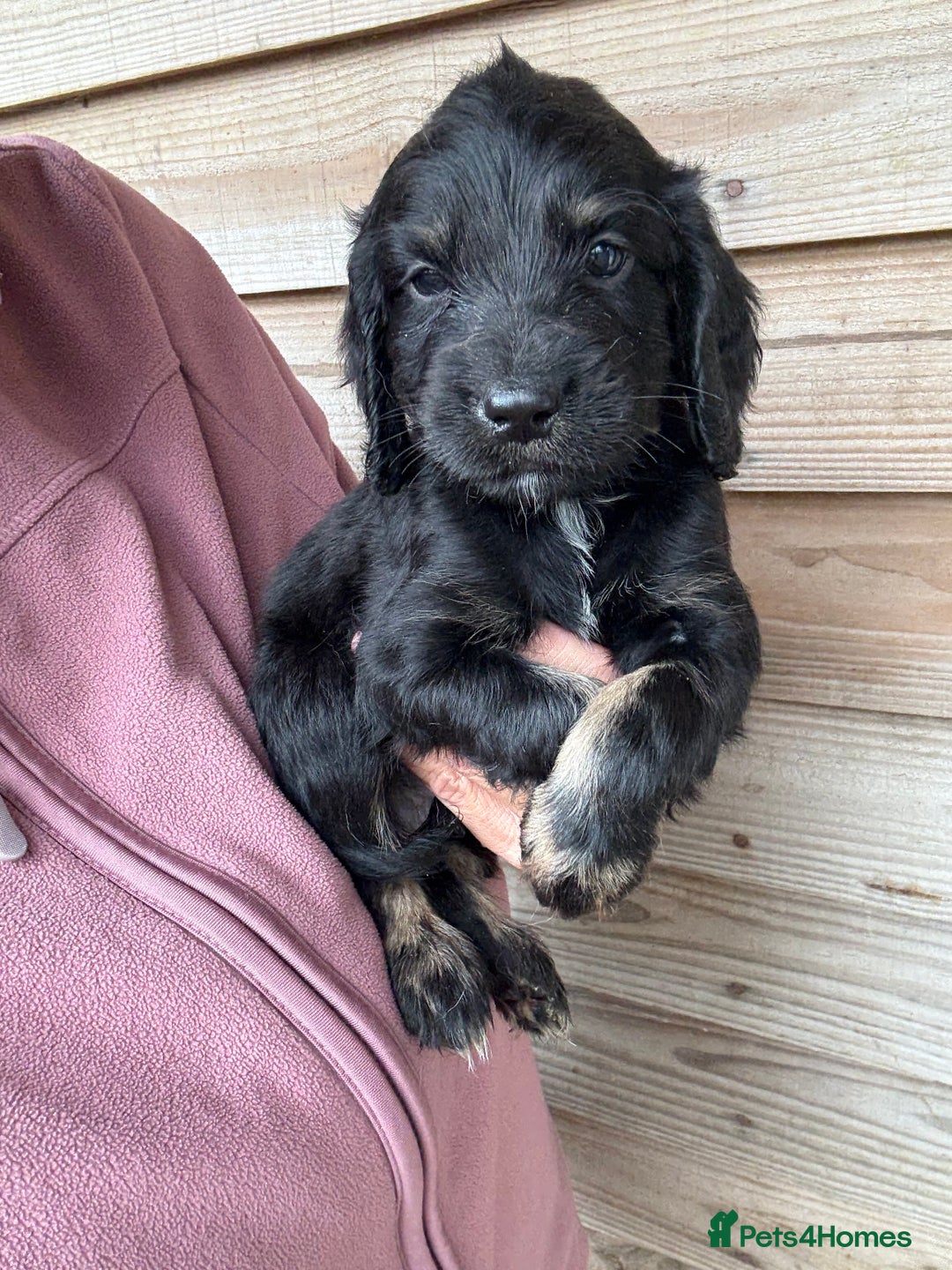 Sprocker dogs for sale: Sprocker spaniel puppy’s for sale  - Image 24