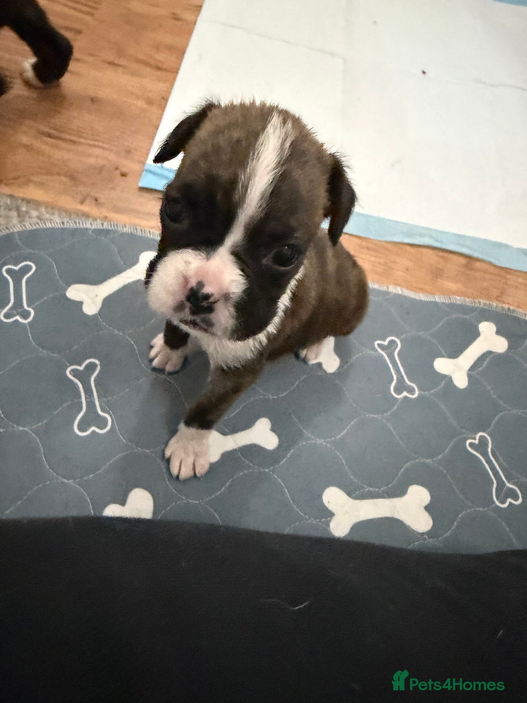 Boxer dogs for sale: Boxer puppies  - Image 11