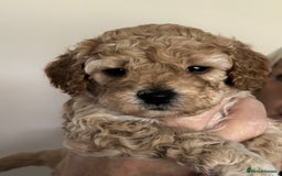 Cockapoo dogs for sale: 4 f2 cockapoos 2 males 1 female  - Image 18