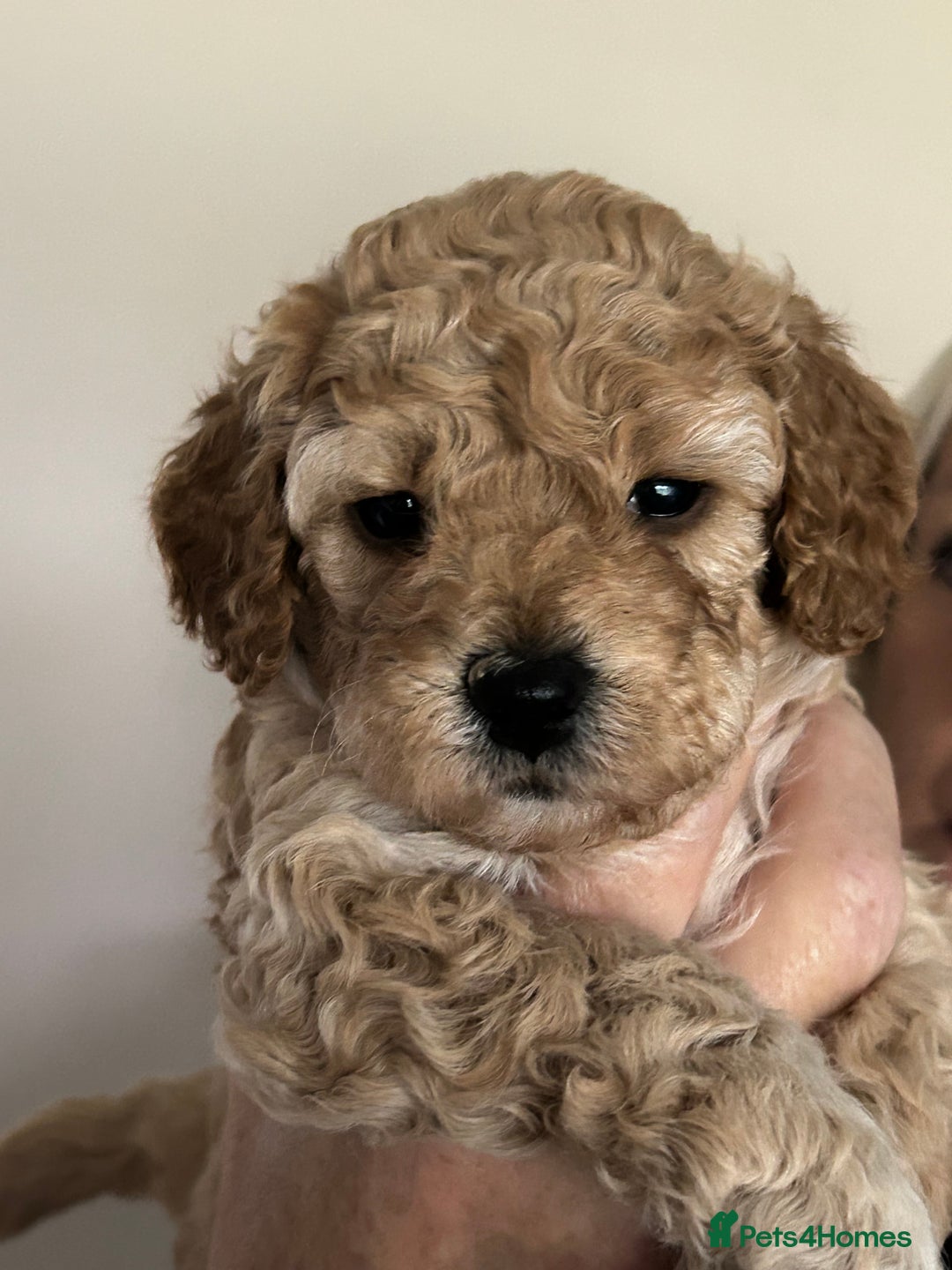 Cockapoo dogs for sale: 4 f2 cockapoos 2 males 1 female  - Image 18