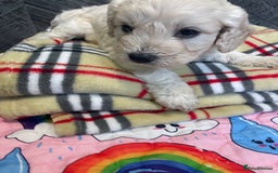 Cockapoo dogs for sale: Cockapoo puppies F1  - Image 1