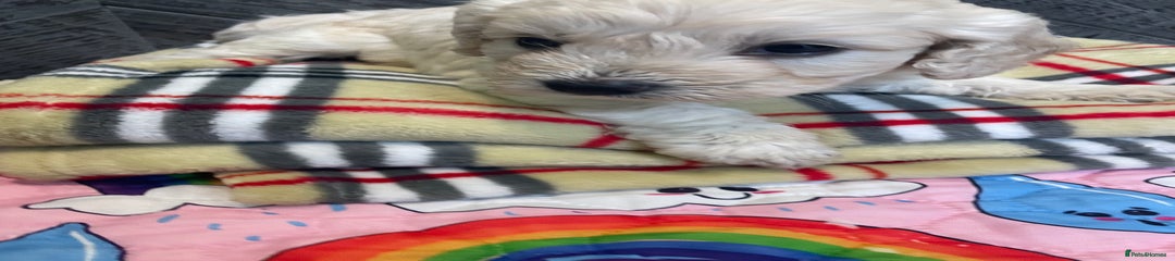 Cockapoo Puppy 1