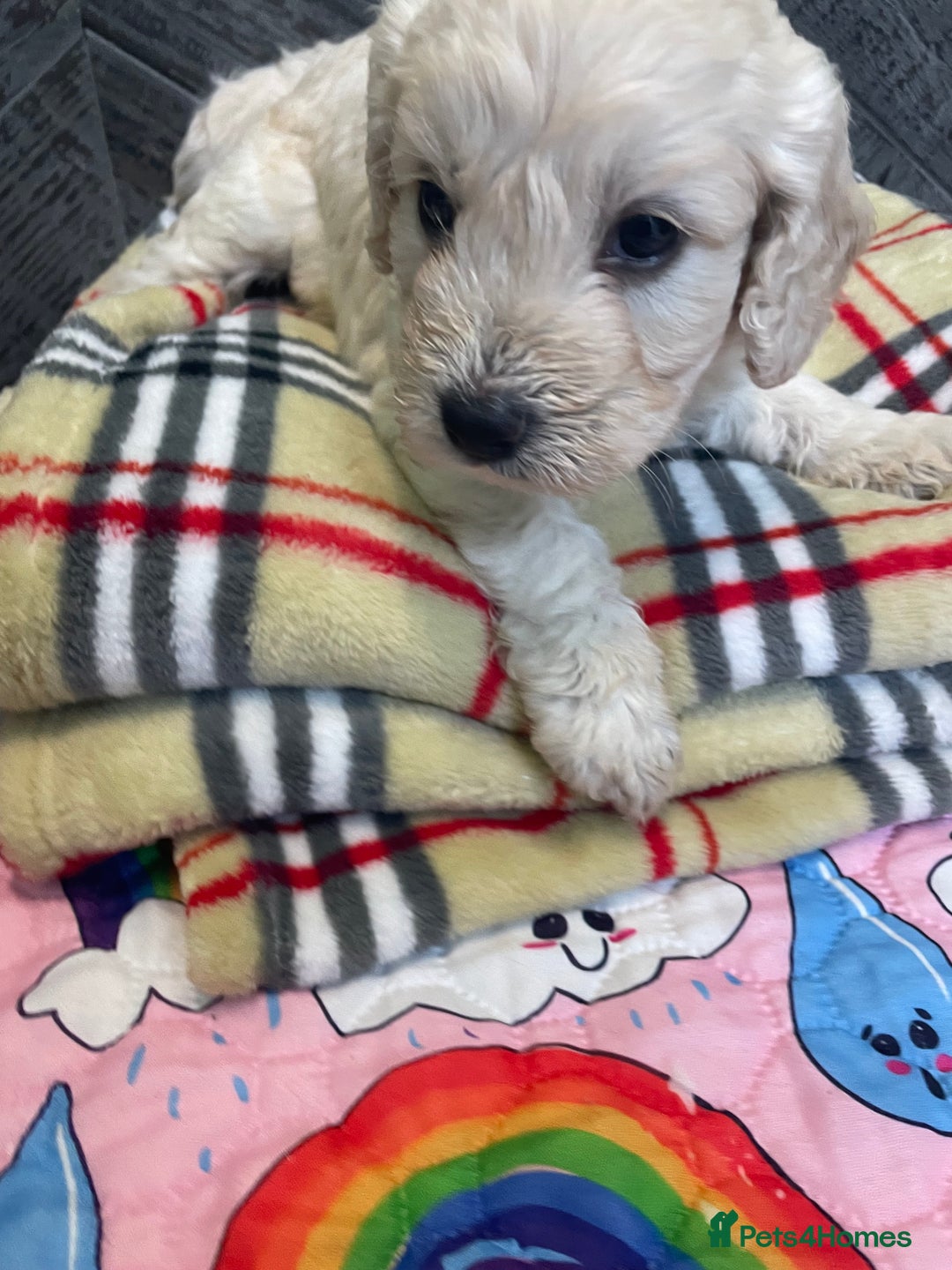 Cockapoo dogs for sale: Cockapoo puppies F1  - Image 1
