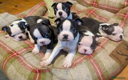 Boston Terrier dogs for sale: Adorable KC reg Boston Terrier Puppies - Image 2