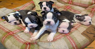 Boston Terrier dogs - Advert 16