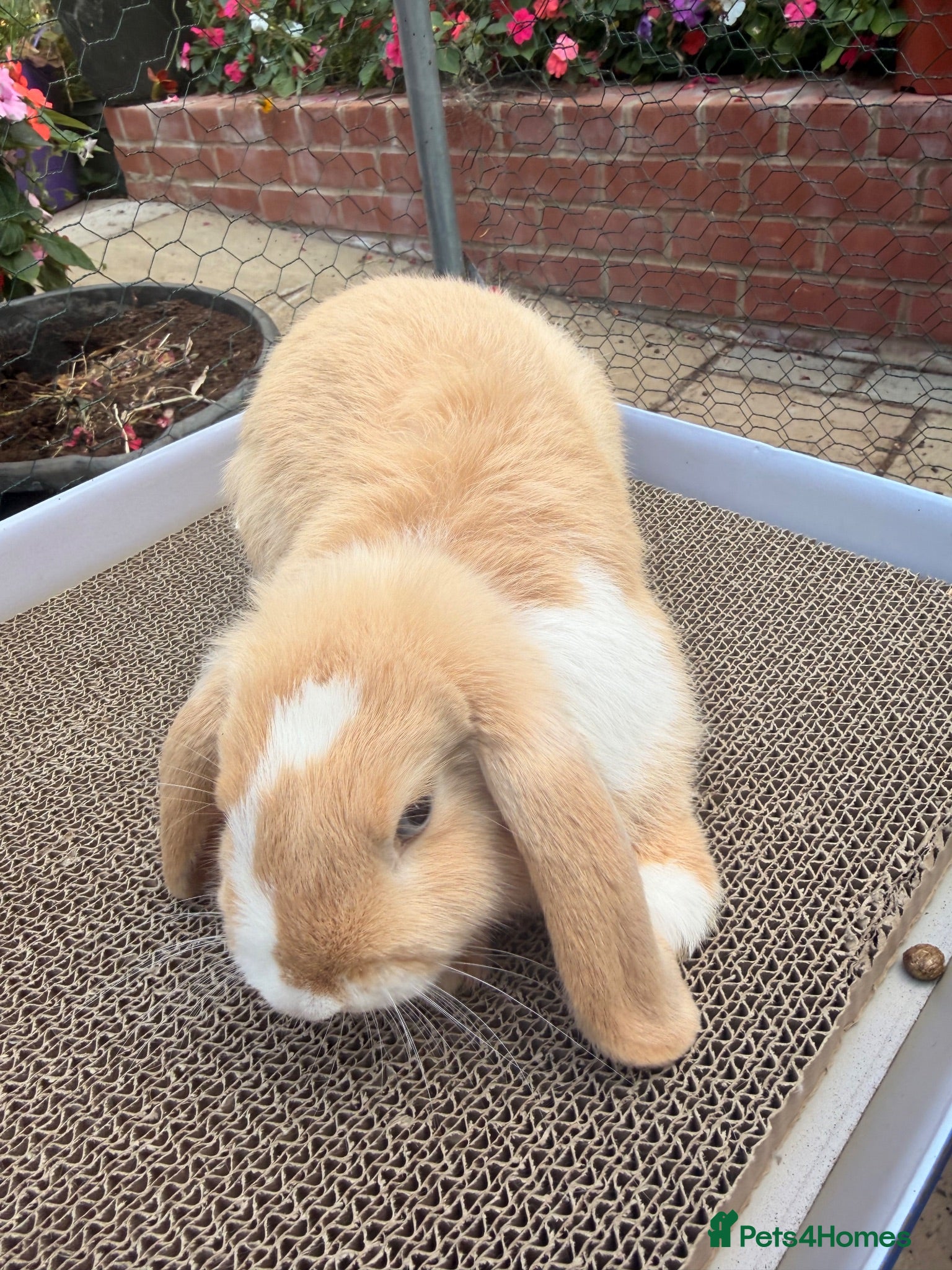 Mini Lop rabbits Ginger & White Mini Lop Doe Available Now - Advert 8