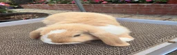 Mini Lop rabbits for sale: Ginger & White Mini Lop Doe Available Now - Advert 1