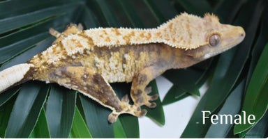 Gecko reptiles - Advert 5
