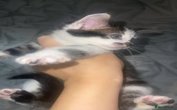 Bengal cats for sale: Stunning blue eye Bengal mix kittens  - Image 4