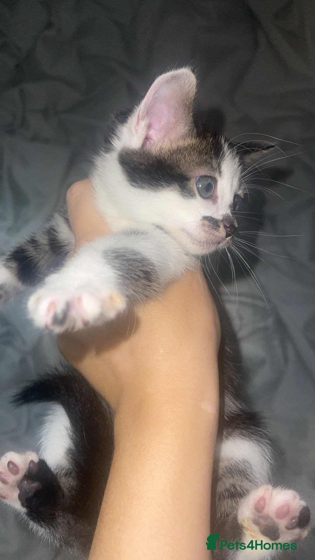 Bengal cats for sale: Stunning blue eye Bengal mix kittens  - Image 4