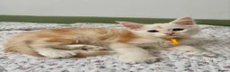 Maine Coon cats for sale: Polydactyl Full Maine Coon Kittens - Advert 16