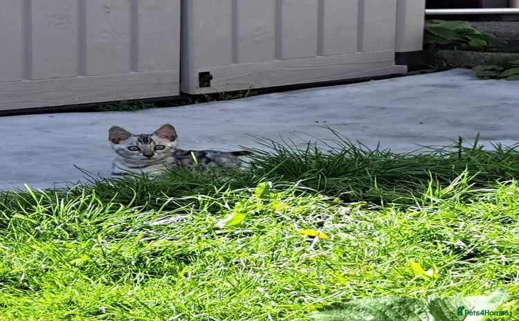 Bengal cats - Advert 1