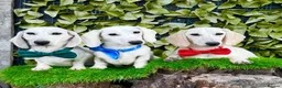 Miniature Dachshund dogs for sale: Pure White GHOST dachshunds - Advert 3