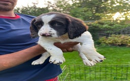 English Springer Spaniel dogs for sale: Traditional English springer spaniels  - Image 8