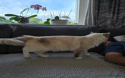 Ragdoll cats for sale: Ragdoll queen for sale - Image 4