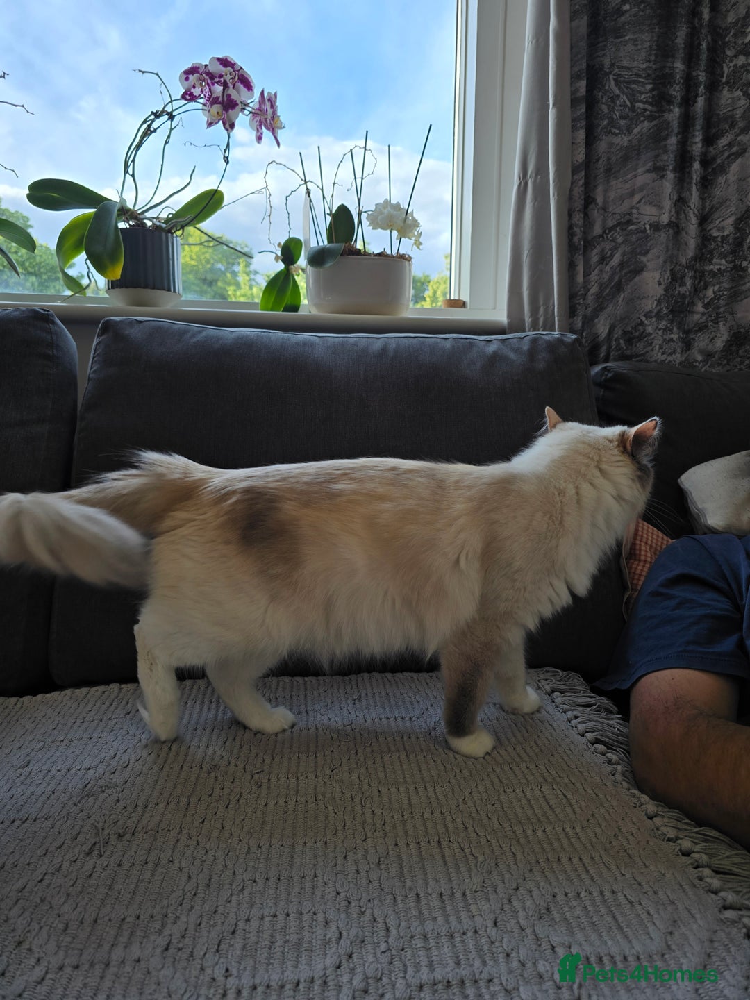 Ragdoll cats for sale: Ragdoll queen for sale - Image 4