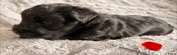 Miniature Schnauzer dogs for sale: Chunky, stunning litter of miniature schnauzers  - Advert 11